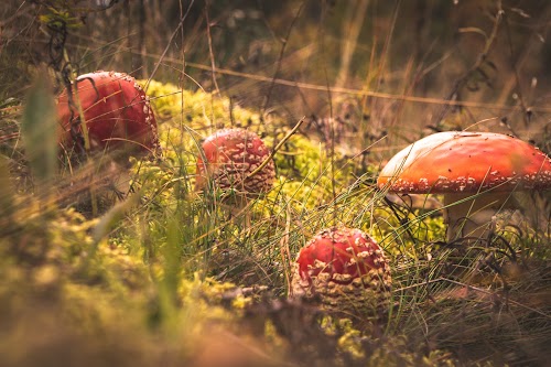 Tolkuse raba matkarada