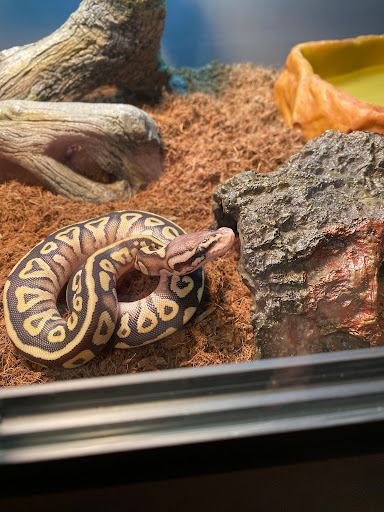 Elliott Exotics - Visual