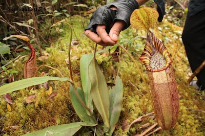 Photos of Huta Raja Pardede Land