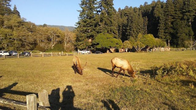 Prairie Creek Redwoods State Park