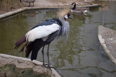 Photos of Birds Graden Parking