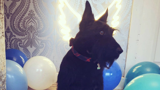 Angel Pawz Spa & Boutique