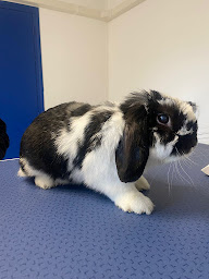 Photo n°14 de Clinique Vétérinaire Telovet-Perpignan à Perpignan (Pharmacie vétérinaire)