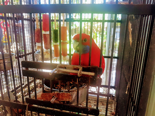 Birds 'N All Gallery - Australia