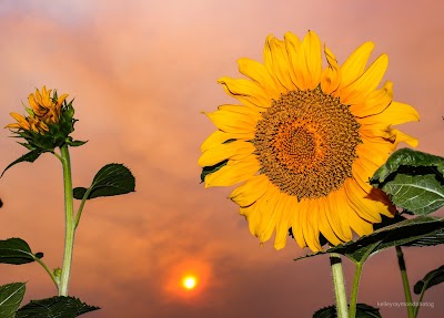 Mesa County Libraries Discovery Garden