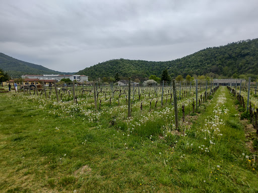 Farm and Winery La Fiorita - Thumbnail