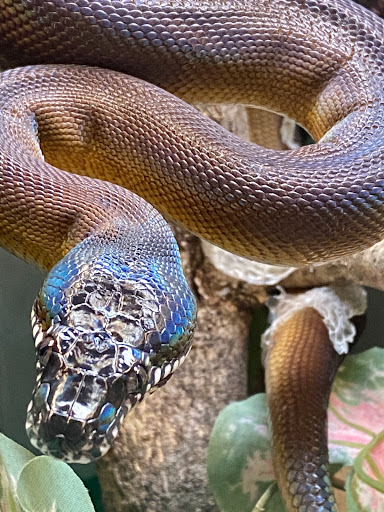 Medusas Snake Pit - Thumbnail