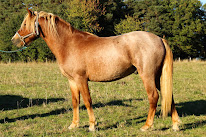 Elevage de Bedou - Poneys de Sport - New-Forest à Quézac