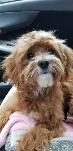 Pooches & Smooches Dog Grooming