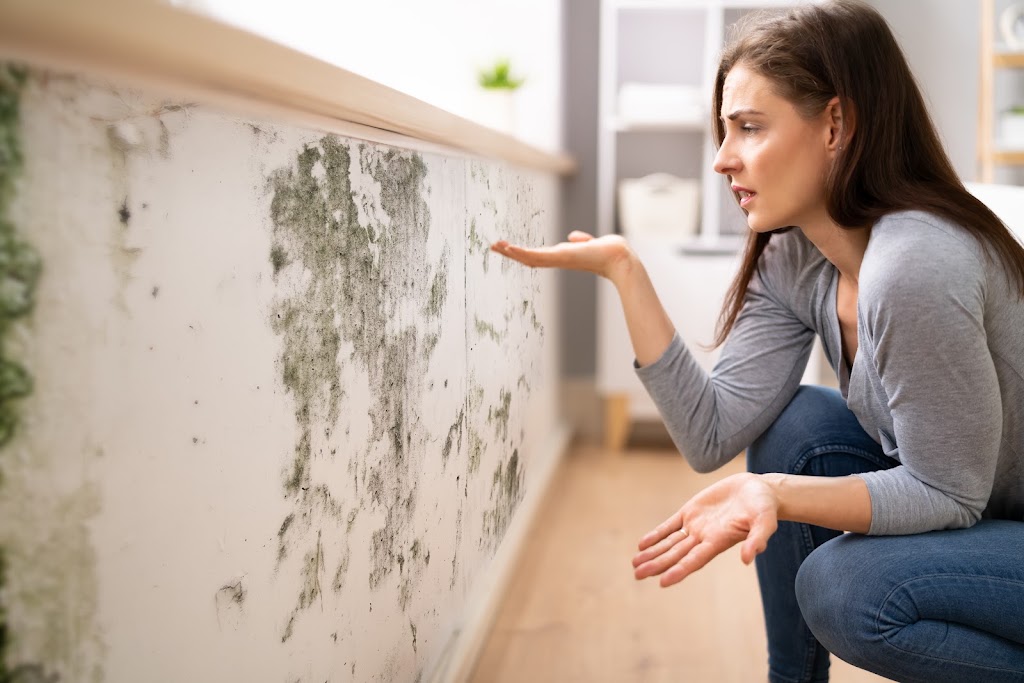 Quality Mold Remediation photo