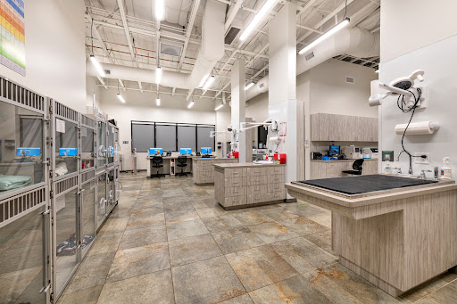 Gilbert Queen Creek Veterinary Surgical Specialist
