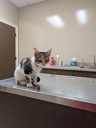 Gluckstadt Animal Hospital - Thumbnail