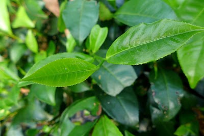 Photos of Noor Jahan Tea Garden