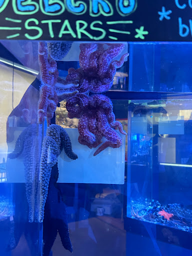 TidePools Aquarium - Thumbnail