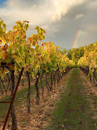 Photo n°1 de PATRICK AUGIER EARL à Saint-Saturnin-lès-Apt (Ferme bio)