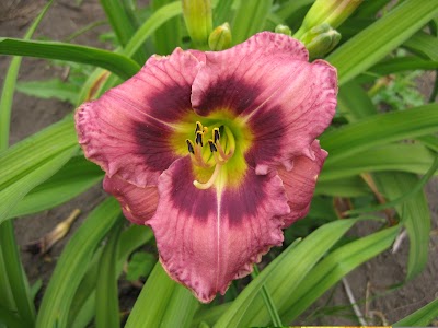 New Every Morning Daylily Gardens