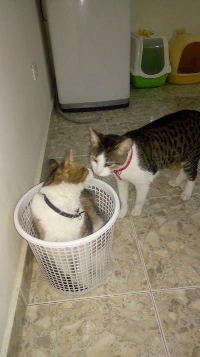 Photos of canis y felis