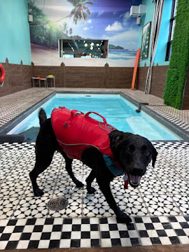 DOGGIEVILLE MTL by null