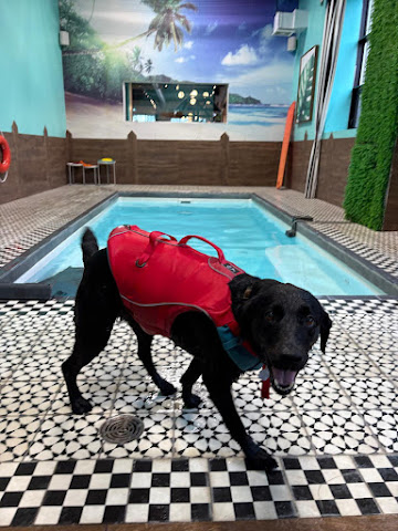 DOGGIEVILLE MTL by null