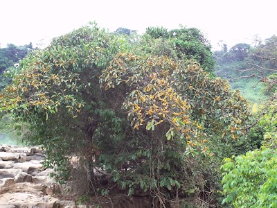 Photos of Chutes de Zongo