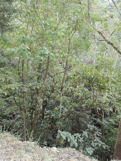 Photos of Restaurante El Cedron