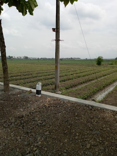 Photos of Juki Juragan Bawang