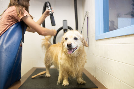 Pet Town Self Serve Pet Wash & Supply - Thumbnail