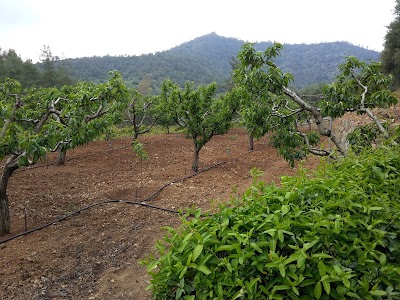 Photos of &Epsilon;&kappa;&delta;&rho;&omicron;&mu;&iota;&kappa;ό&sigmaf; &Chi;ώ&rho;&omicron;&sigmaf; &Kappa;&alpha;&lambda;&omicron;ύ &Chi;&omega;&rho;&iota;&omicron;ύ &Omicron;&rho;&epsilon;&iota;&nu;ή&sigmaf;