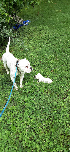 Humane Society of Amherst County - Thumbnail