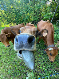 Photo n°15 de La Manouille à La Salle-les-Alpes (Restaurant servant de la raclette)