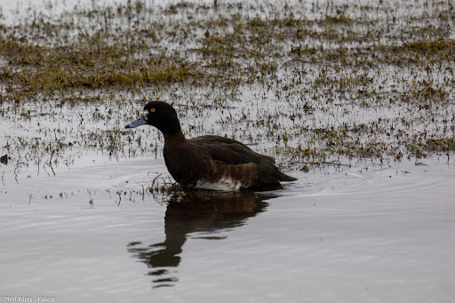 RSPB Marshside - Visual