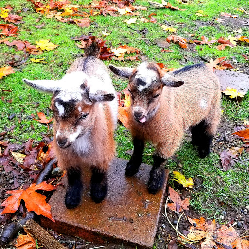 Prancing Goat Farm - Thumbnail