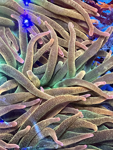 Robert's Reef - Thumbnail