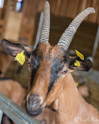 Photo n°28 de La ferme de la Jaudraie à Pruniers-en-Sologne (Ferme bio)