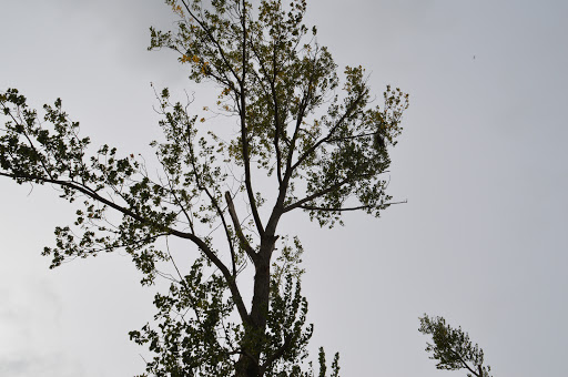 Biotop Feuchtgebiet "Saigsee" - Thumbnail