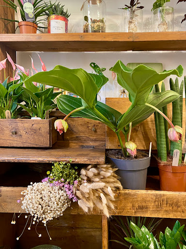 La Medinilla - Visual