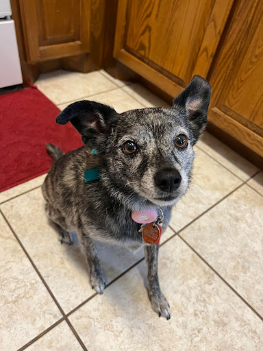 Hearts & Paws Mobile