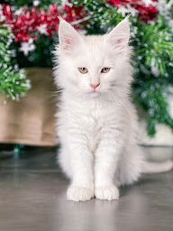 Photo n°4 de Chatterie Hôtel Cat Etoile's à Tallende (Éleveur de chats)