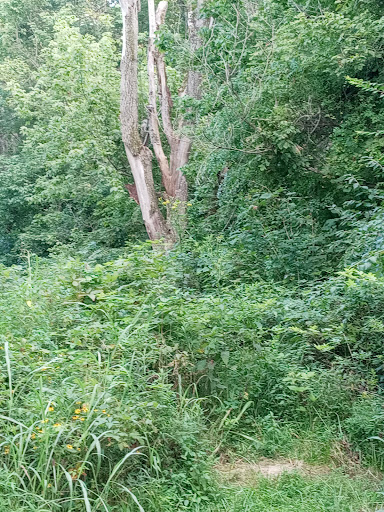 Spruce Hill Earthworks Trail - Thumbnail