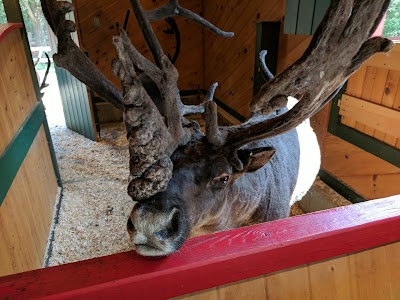 Reindeer Rendezvous