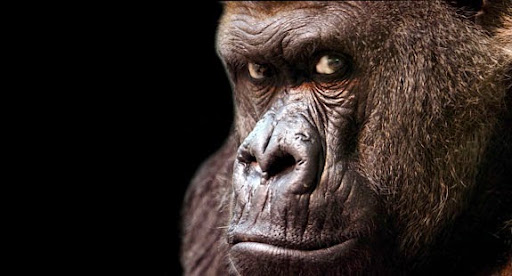 Silverback - Visual