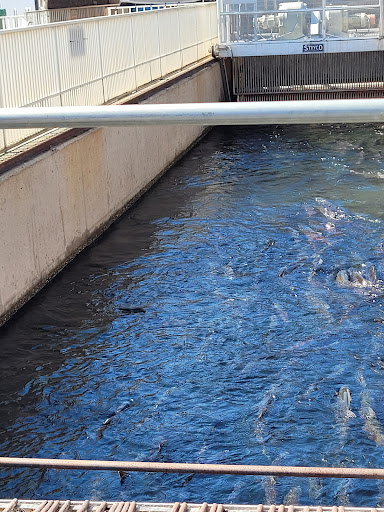 Feather River Fish Hatchery - Thumbnail