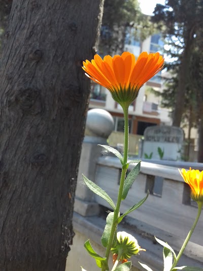 cemetery