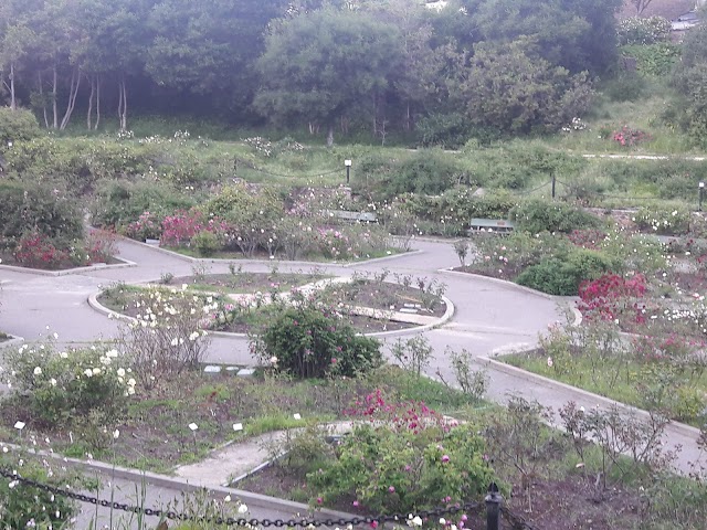 Morcom Amphitheater of Roses