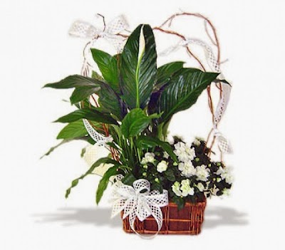 Photos of Kocaeli Flower Service