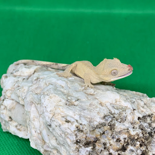 Predator and Prey Exotics - Thumbnail