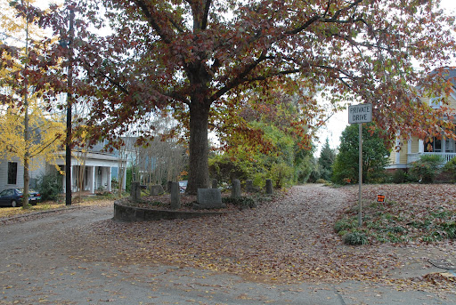 Tree That Owns Itself - Thumbnail