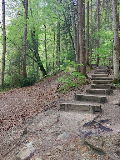 Märchenhafter Wald - Thumbnail