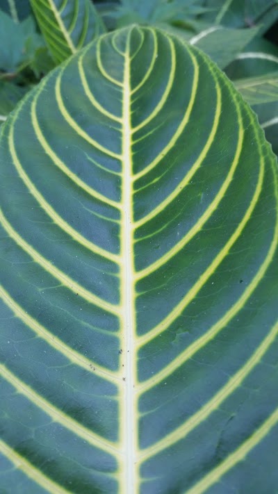 park