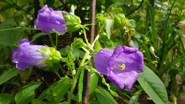 Jardin partagé de la Cité Leroy